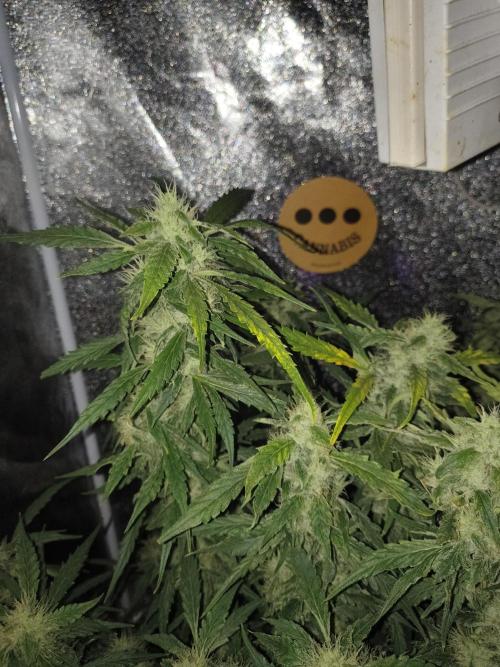 Multi strain hydroponic grow. Week 9