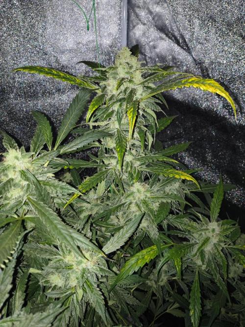 Multi strain hydroponic grow. Week 9