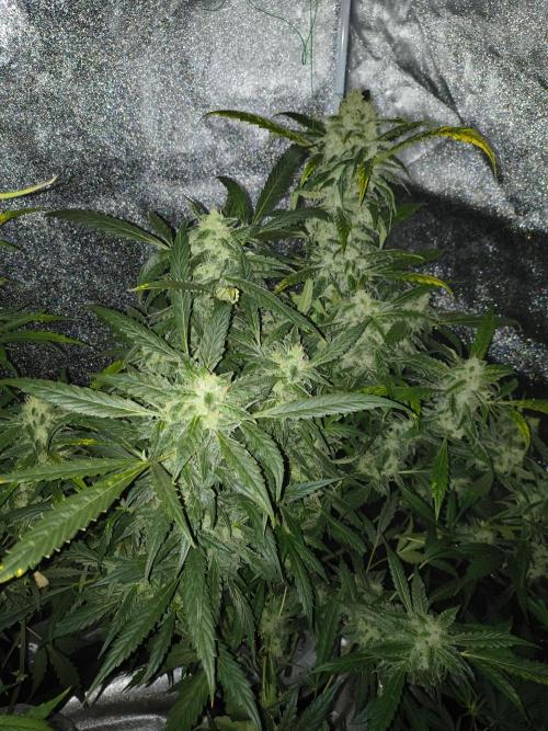 Multi strain hydroponic grow. Week 9