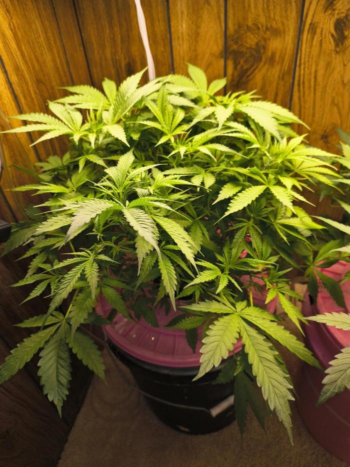 Seedsmans Alaskan Diesel. Week 5