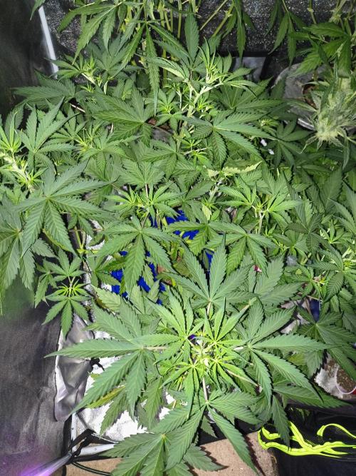 Fastbuds auto mystery mix. Week 4
