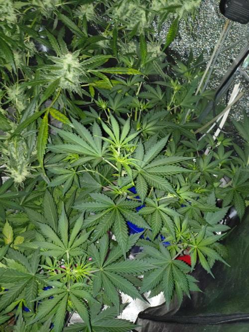 Fastbuds auto mystery mix. Week 4