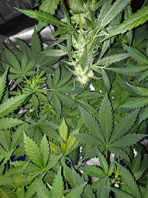 Fastbuds auto mystery mix. Week 4