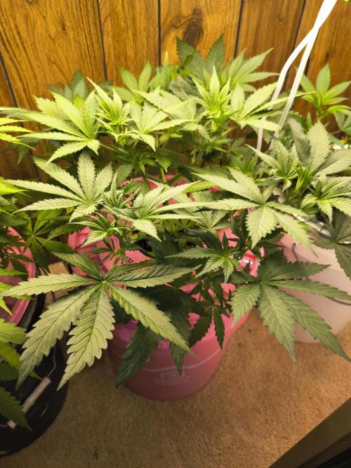 Fastbuds auto mystery mix. Week 4