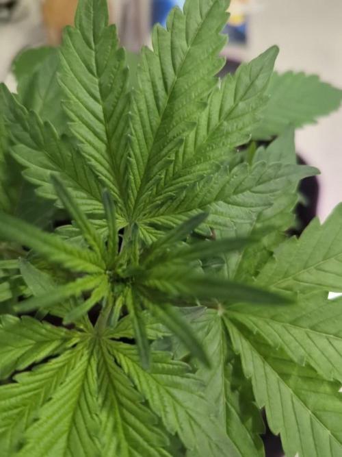 Gorilla Zkittles Auto / Fast Buds