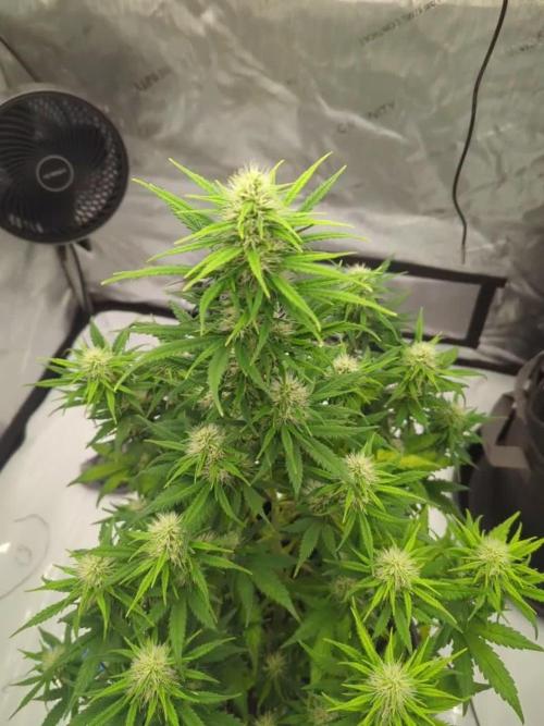 Gorilla Zkittles Auto / Fast Buds