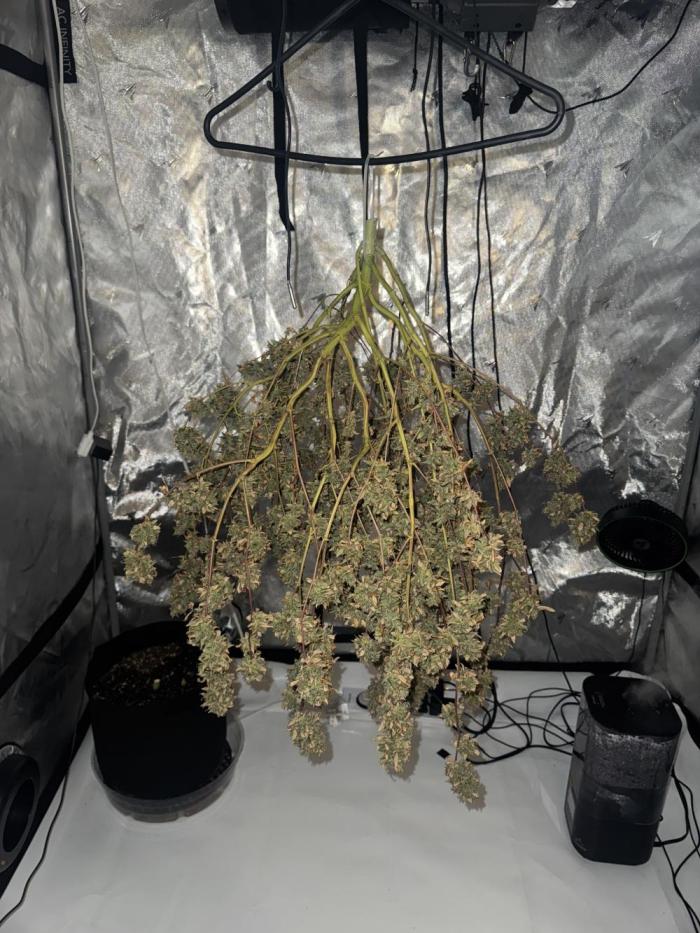 My VERY first AUTOFLOWER grow!. Week 11