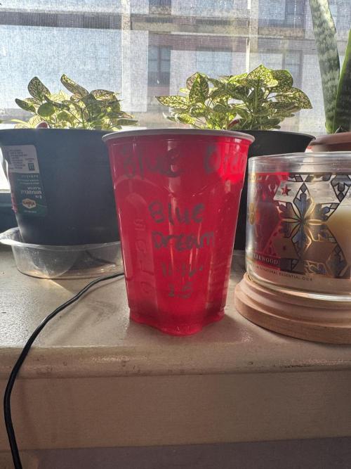 Blue Dream/ Mystery Auto run. Week 0