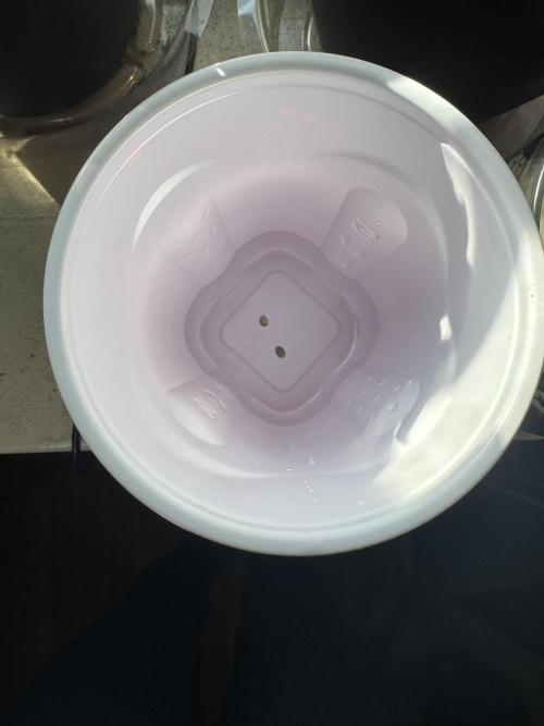 Blue Dream/ Mystery Auto run. Week 0