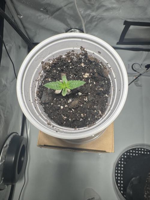 Blue Dream/ Mystery Auto run. Week 0