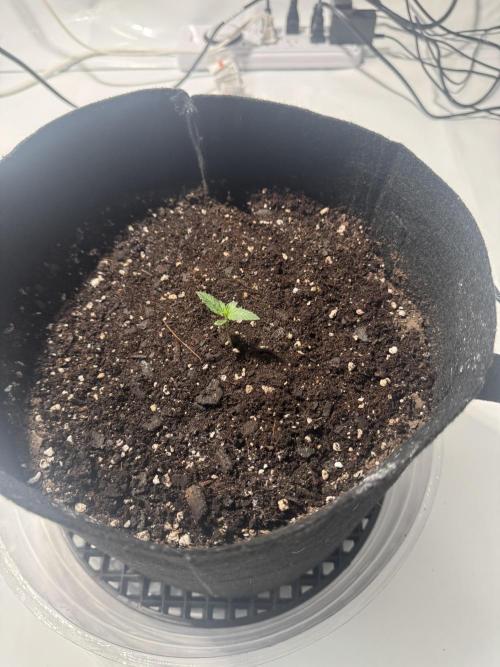 Blue Dream/ Mystery Auto run. Week 0