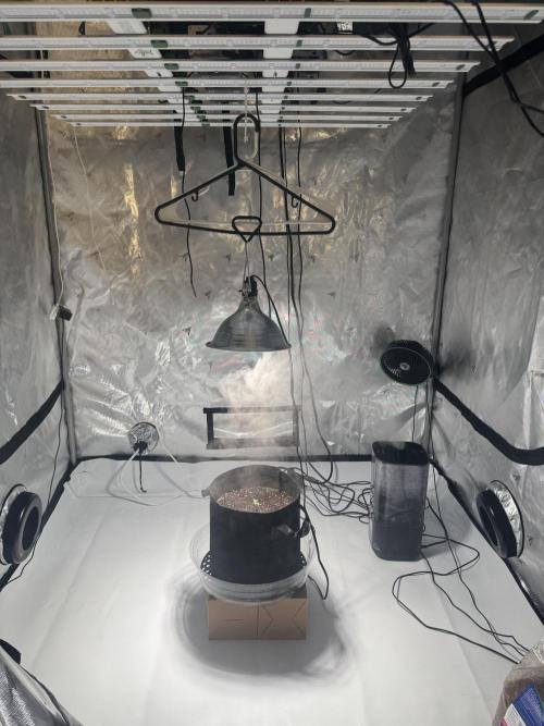 Blue Dream/ Mystery Auto run. Week 0