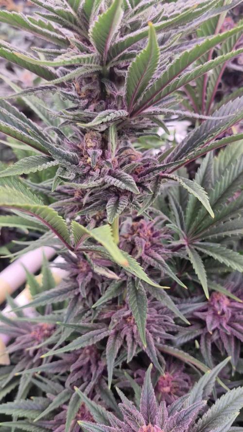 Winter Grow 1