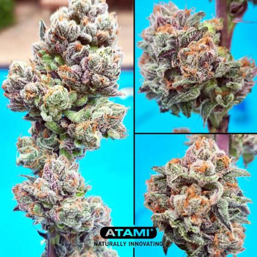 Growing with Atami August 2026. Week 12