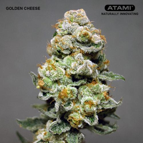 Growing with Atami August 2026. Week 12 - Golden Cheese