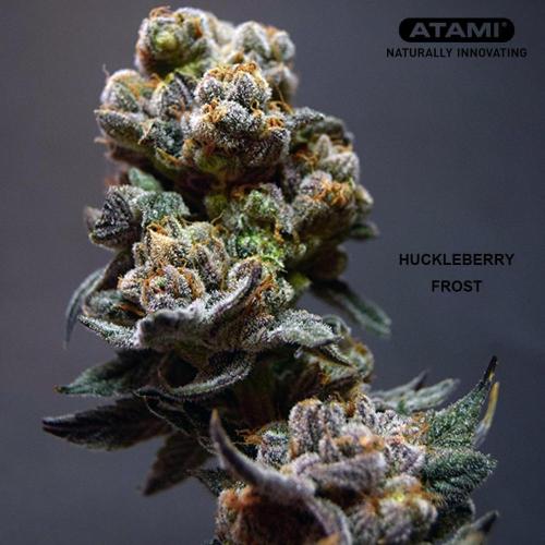 Growing with Atami August 2026. Week 12 - Huckleberry Frost