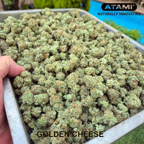 Growing with Atami August 2026. Week 13