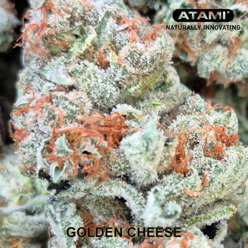 Growing with Atami August 2026. Week 13