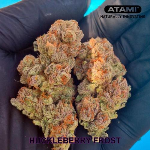 Growing with Atami August 2026. Week 13