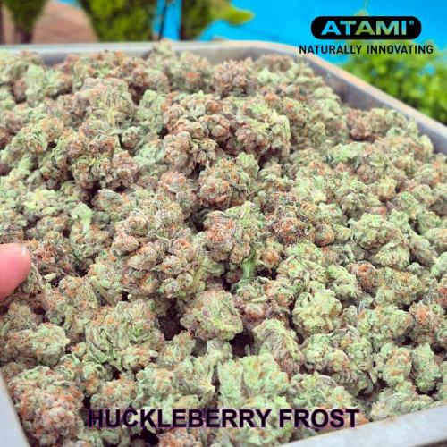 Growing with Atami August 2026. Week 13