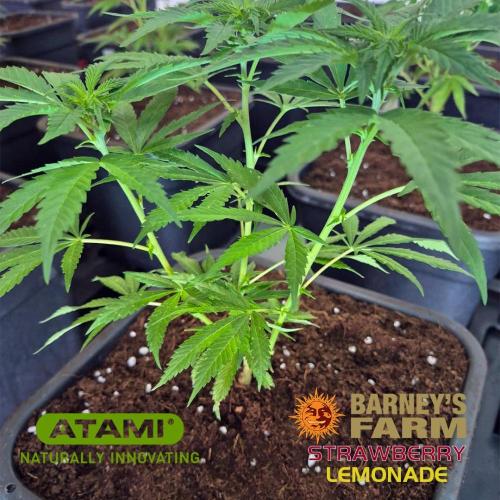 Growing with Atami December 2025. Week 4