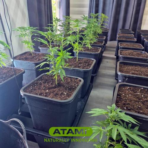 Growing with Atami December 2025. Week 4