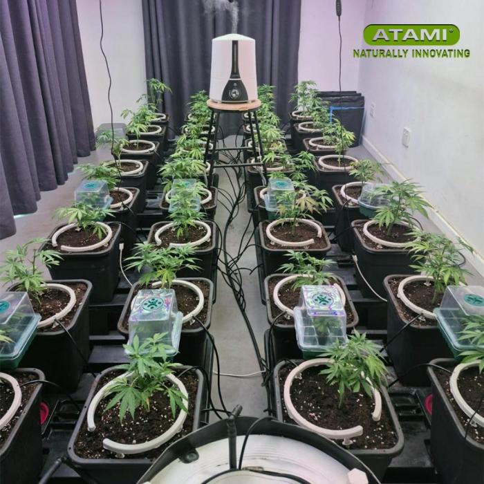 Growing with Atami December 2025. Week 5