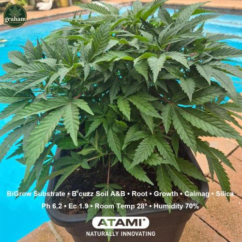 Growing with Atami December 2025. Week 6