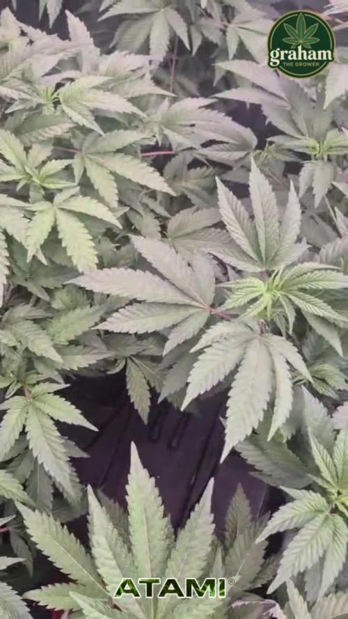 Growing with Atami December 2025