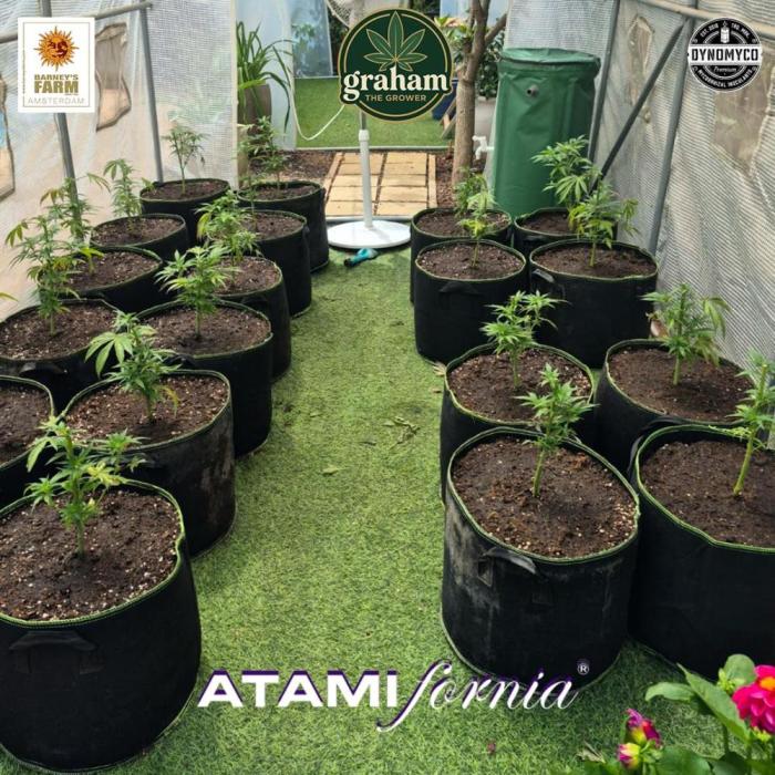 Growing with Atami GH December 2025. Week 2 - Week 1