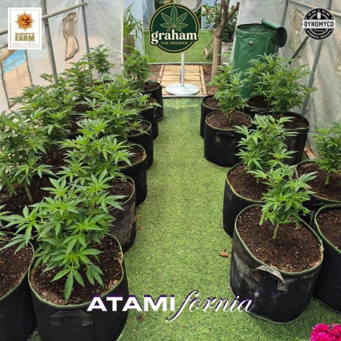 Growing with Atami GH December 2025. Week 3 - Week 4