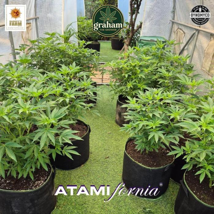 Growing with Atami GH December 2025. Week 7 - Week 7
