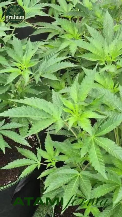 Growing with Atami GH December 2025