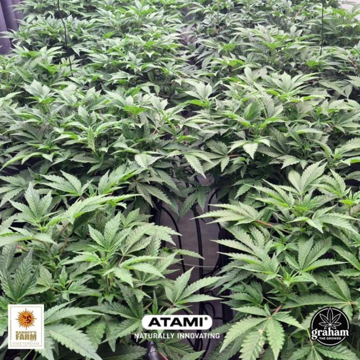 Growing with Atami December 2025. Week 8