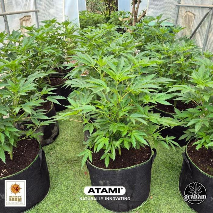 Growing with Atami GH December 2025. Week 8