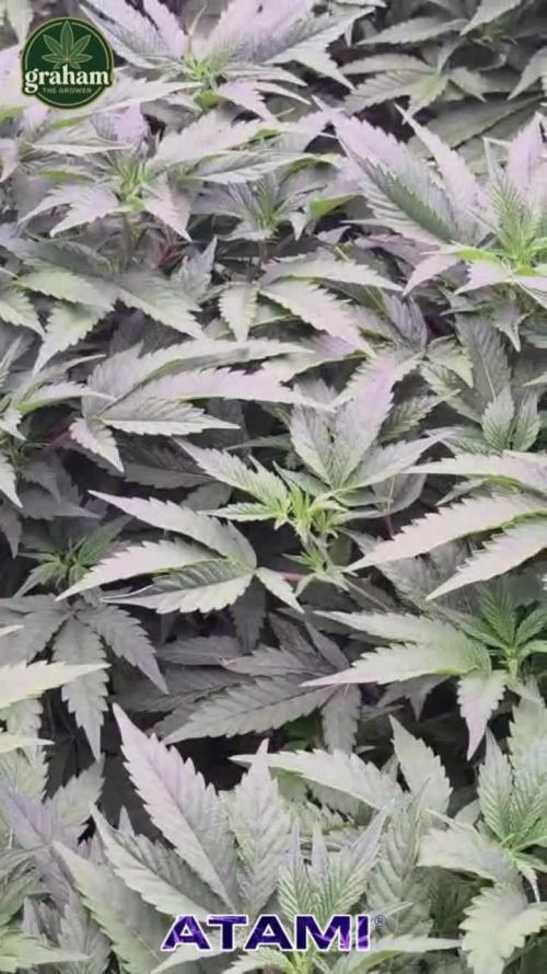 Growing with Atami December 2025