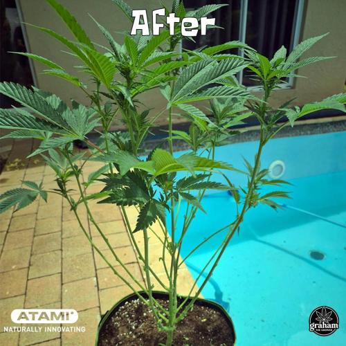 Growing with Atami GH December 2025. Week 1