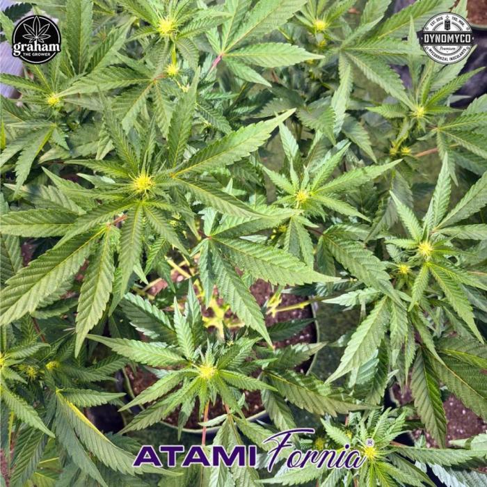 Grow with Atami Greenhouse 2. Week 11