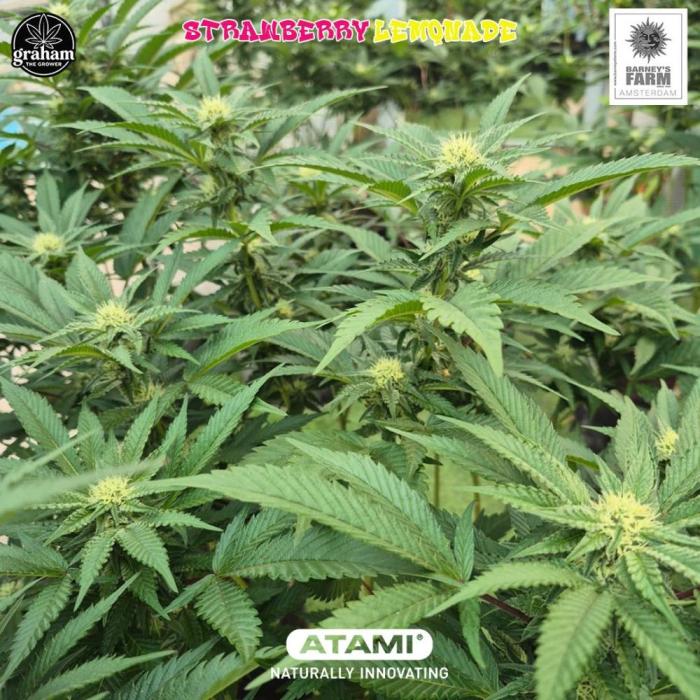 Grow with Atami Greenhouse 2. Week 12