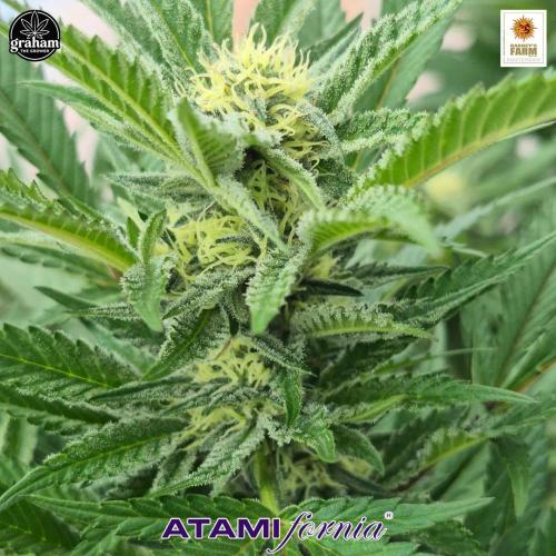 Grow with Atami Greenhouse 2. Week 13