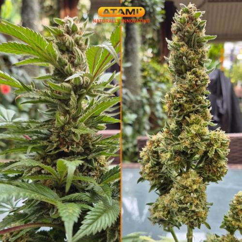 Grow with Atami Greenhouse 2. Week 15