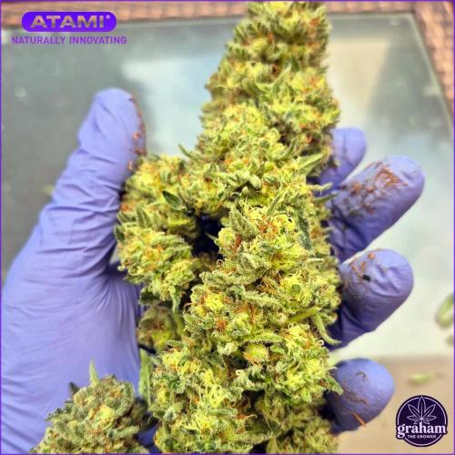 Grow with Atami Greenhouse 2. Week 15