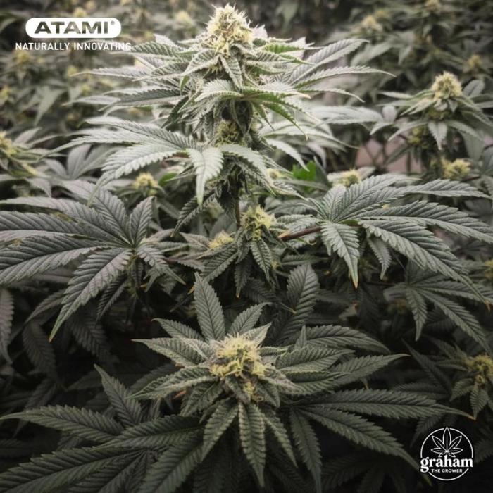 Grow with Atami Indoor 2. Week 10