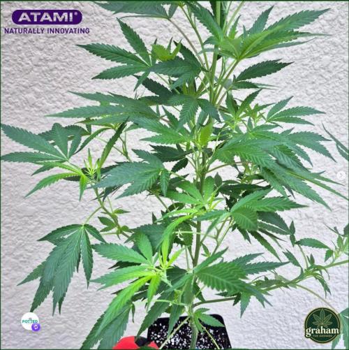 Peanut Butter Jelly Time. Week 6