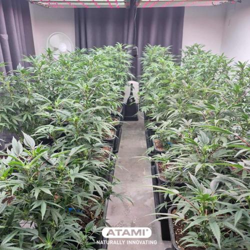 Grow with Atami Indoor 3. Week 8