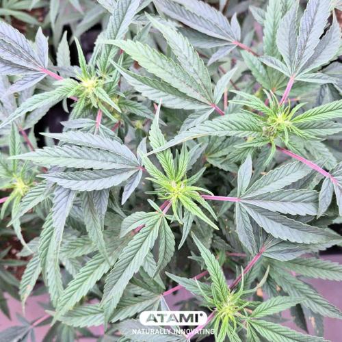 Grow with Atami Indoor 3. Week 8