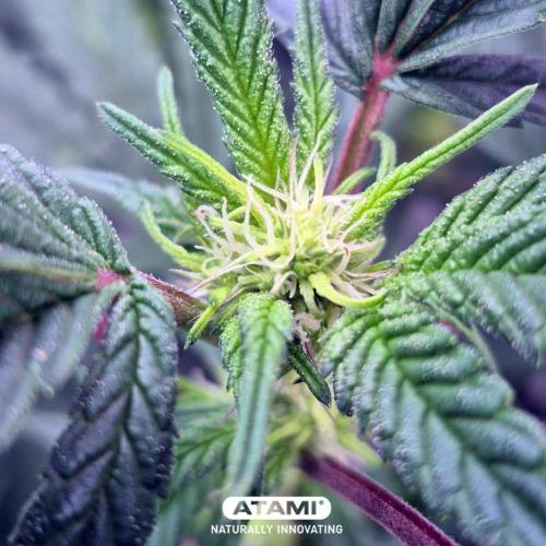 Grow with Atami Indoor 3. Week 8