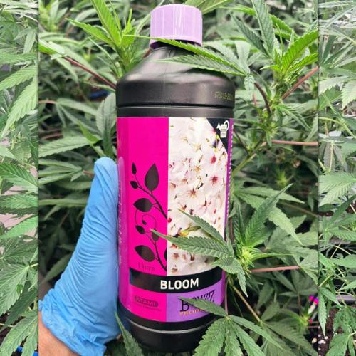 Grow with Atami Indoor 3. Week 8