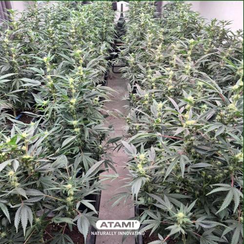 Grow with Atami Indoor 3. Week 11