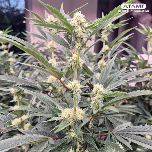 Grow with Atami Indoor 3. Week 11